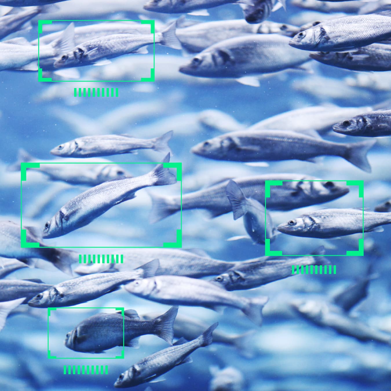 Nachhaltige Fischzucht durch datengetriebene Aquakultur